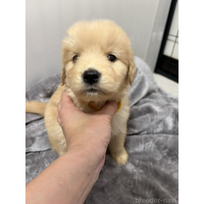 販売中の岡山県のゴールデンレトリーバー-434301の3枚目