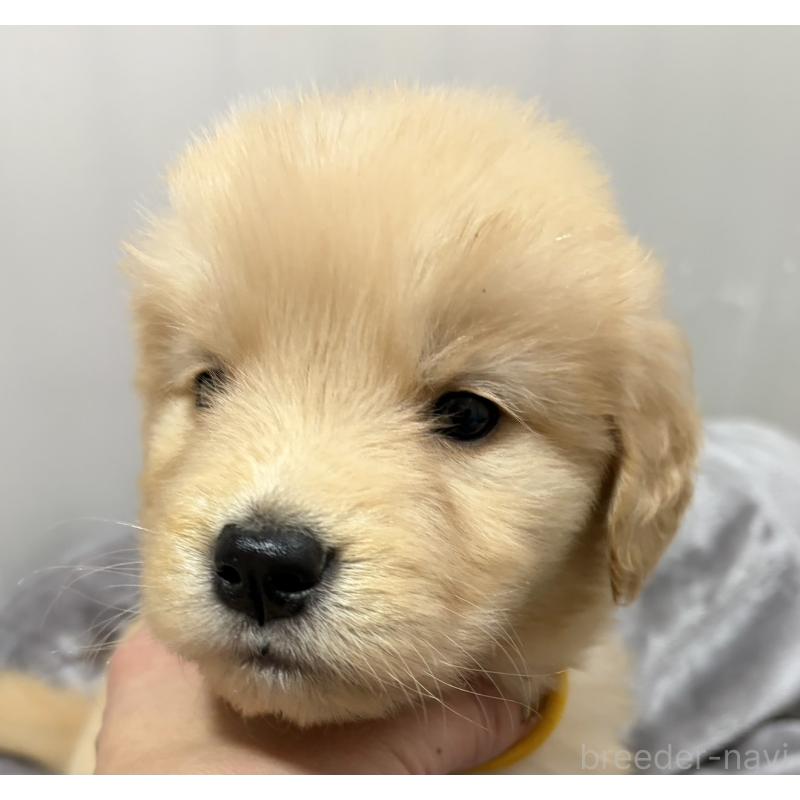 販売中の岡山県のゴールデンレトリーバー-434301の2枚目