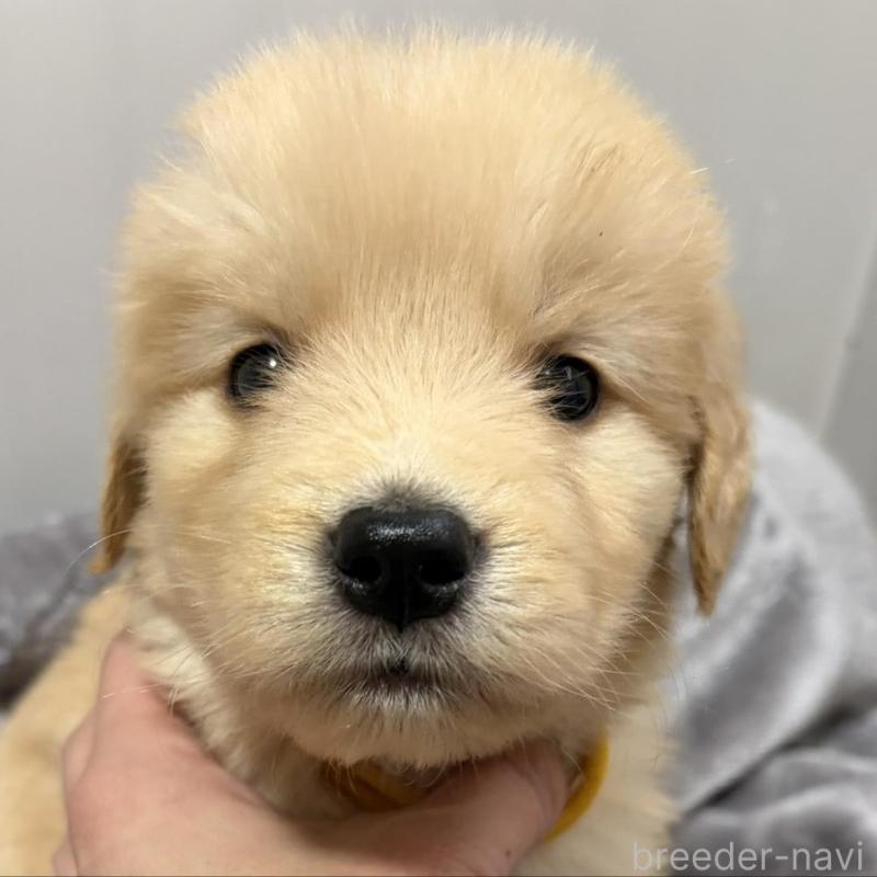 販売中の岡山県のゴールデンレトリーバー-434301の1枚目