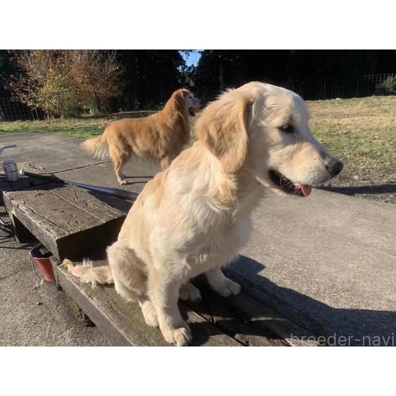 販売中の鹿児島県のゴールデンレトリーバー-415184の3枚目