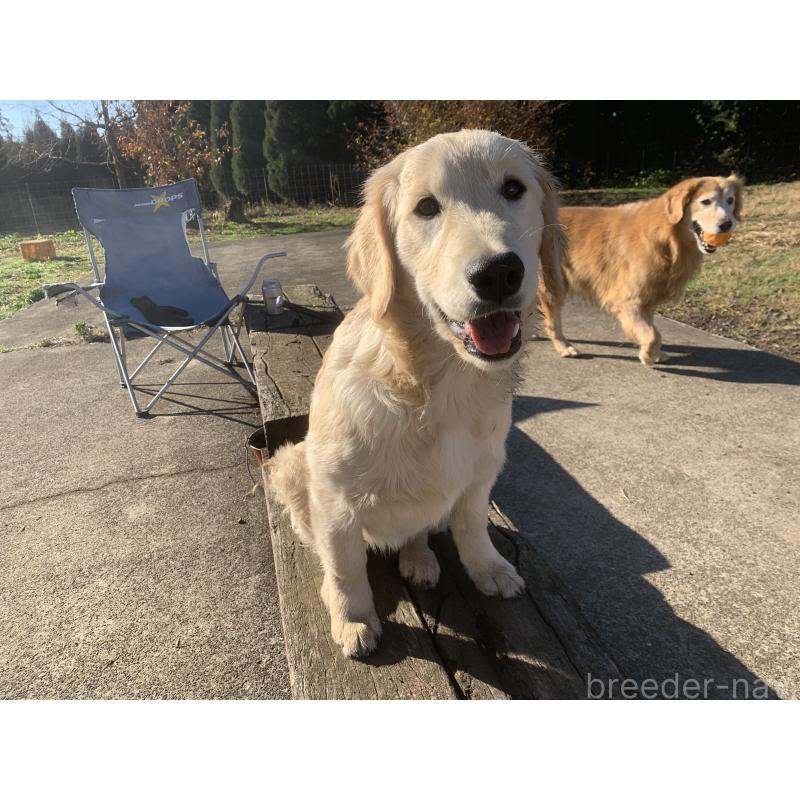 販売中の鹿児島県のゴールデンレトリーバー-415184の2枚目