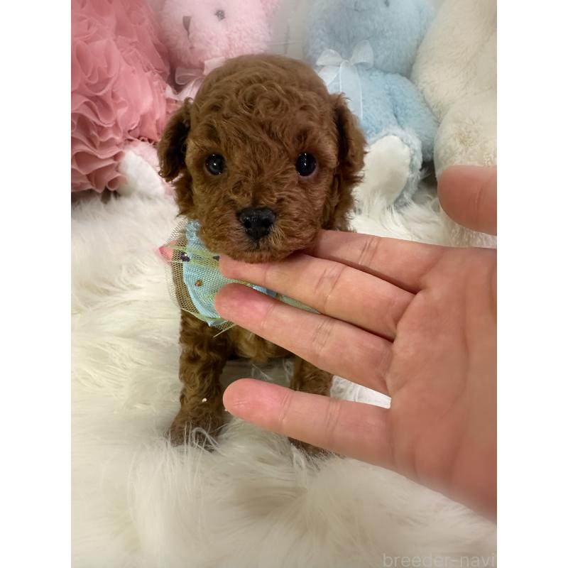 販売中の香川県のトイプードル-434303の5枚目