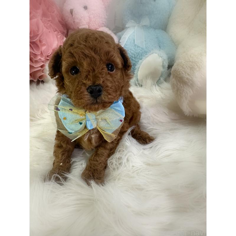 販売中の香川県のトイプードル-434303の4枚目