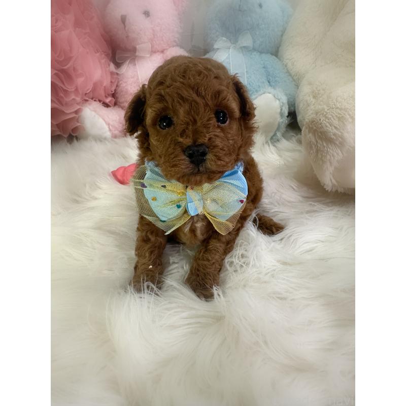 販売中の香川県のトイプードル-434303の3枚目