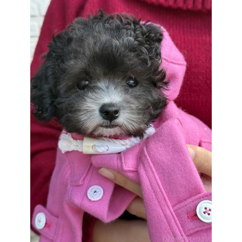 成約済の大阪府のティーカッププードル-428020の9枚目