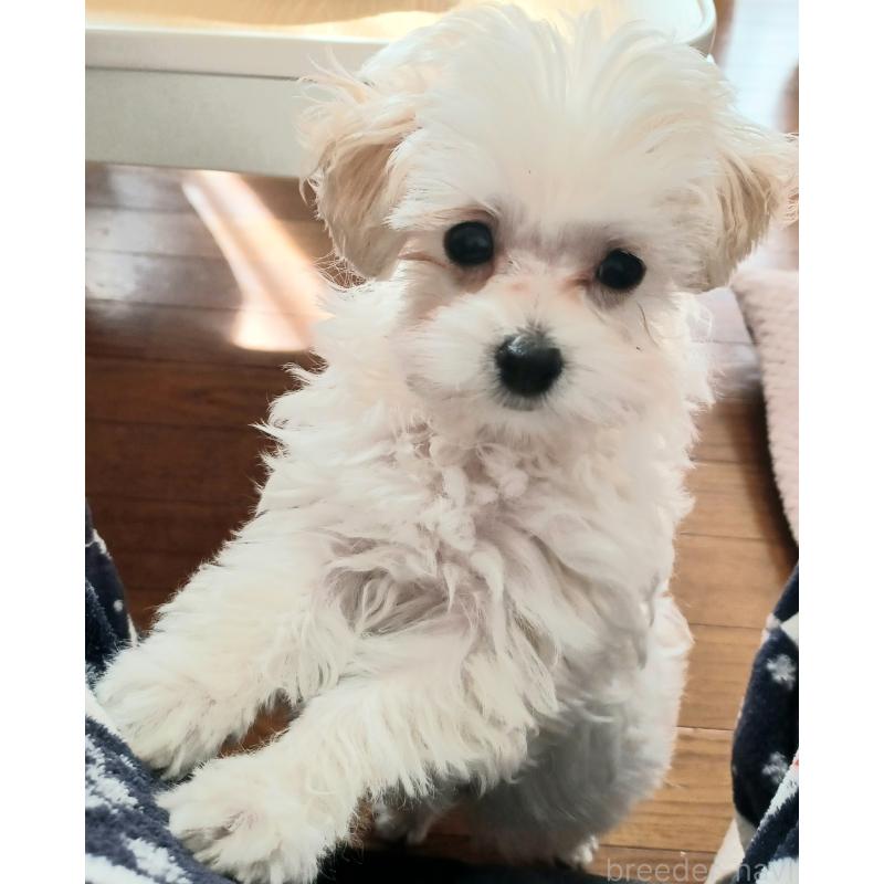 販売中の福岡県のマルプー:マルチーズ×トイプードル-424957の2枚目