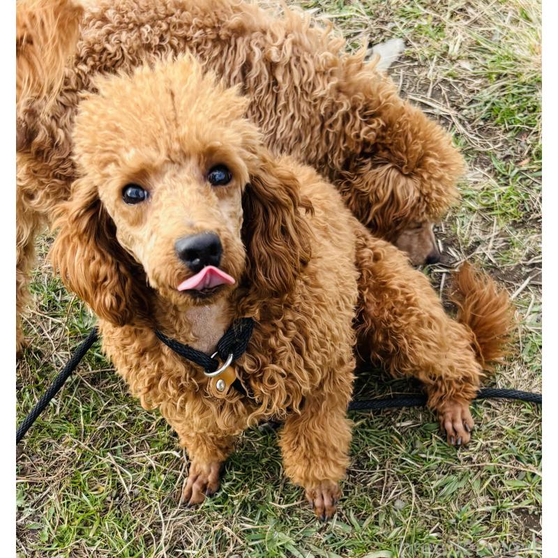 販売中の神奈川県のトイプードル-390475