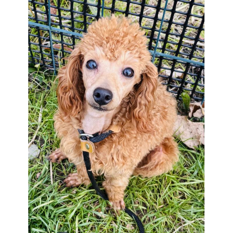 販売中の神奈川県のトイプードル-390477