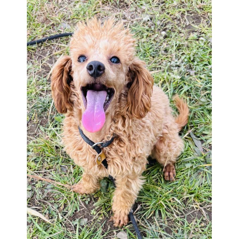 販売中の神奈川県のトイプードル-390479