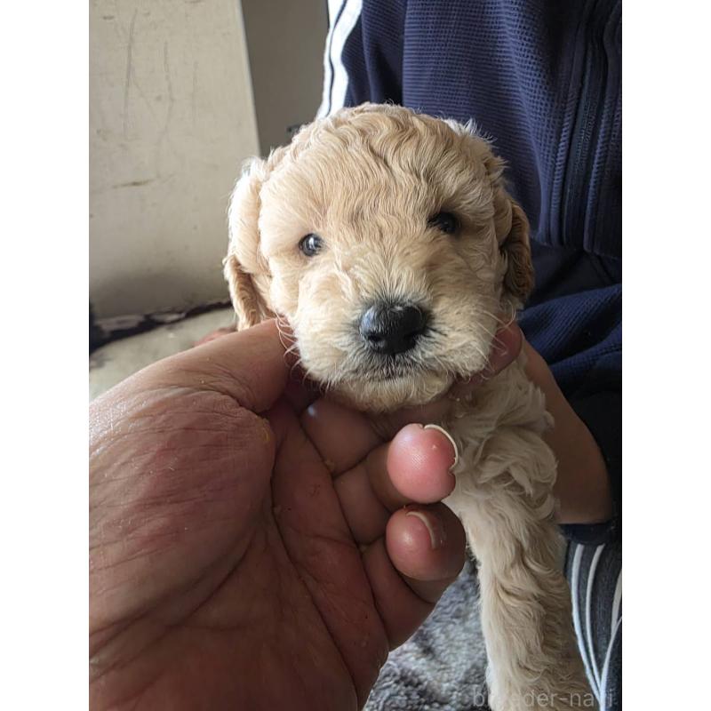 販売中の長崎県のトイプードル-434304の7枚目