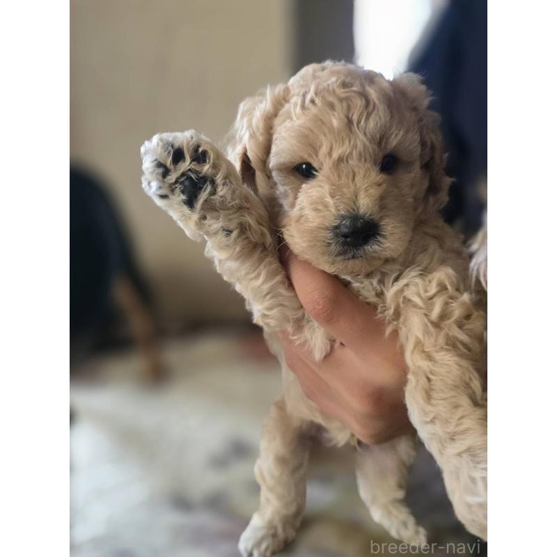 販売中の長崎県のトイプードル-434304の6枚目