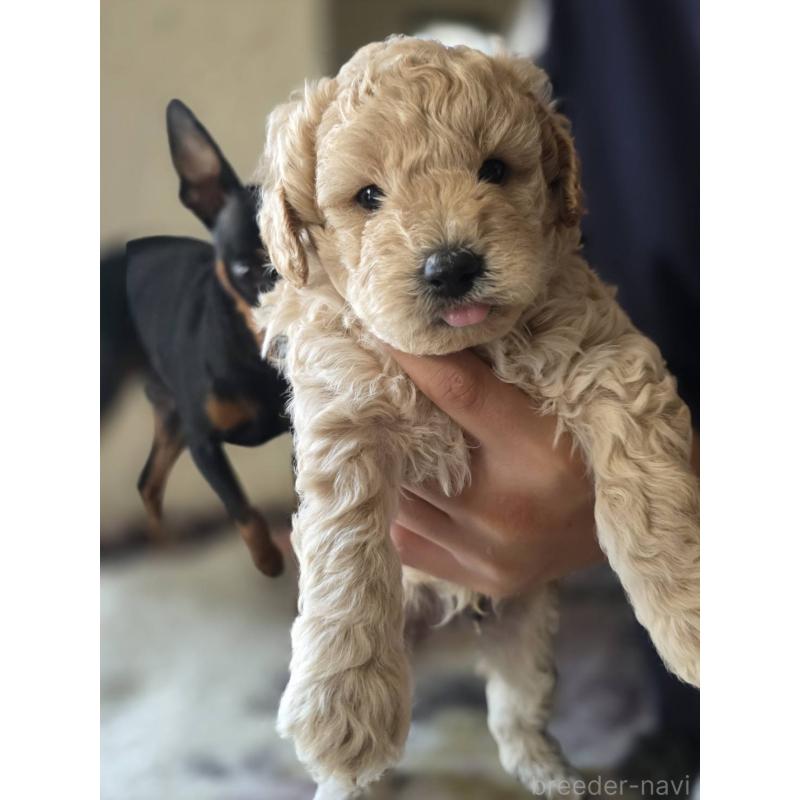 販売中の長崎県のトイプードル-434304の5枚目