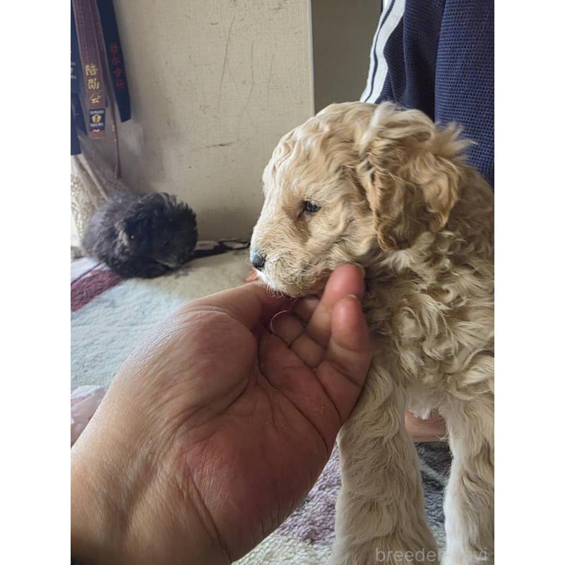 販売中の長崎県のトイプードル-434304の4枚目