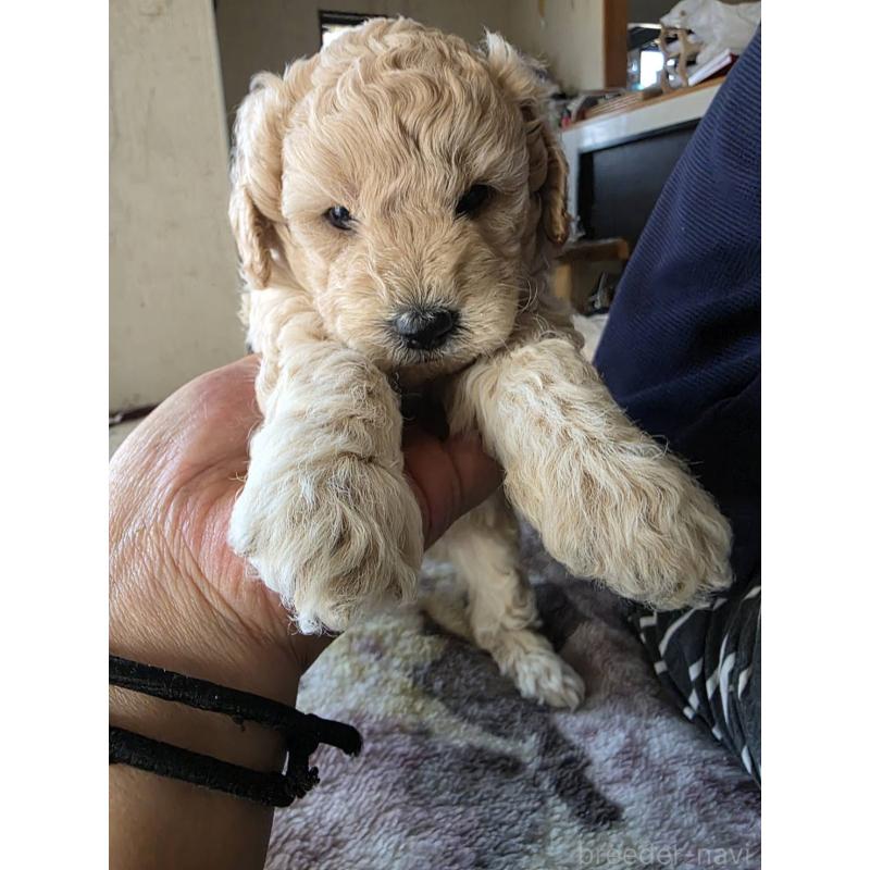 販売中の長崎県のトイプードル-434304の3枚目