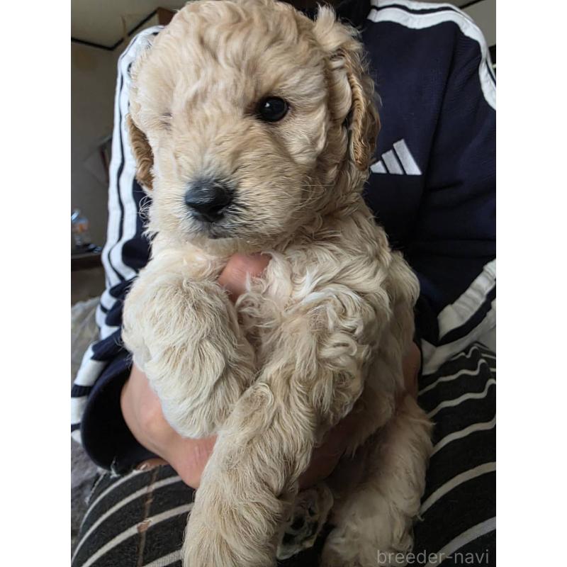 販売中の長崎県のトイプードル-434304の2枚目