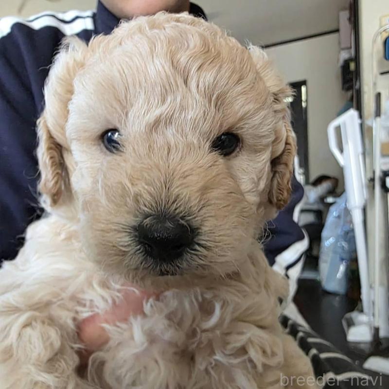 販売中の長崎県のトイプードル-434304の1枚目