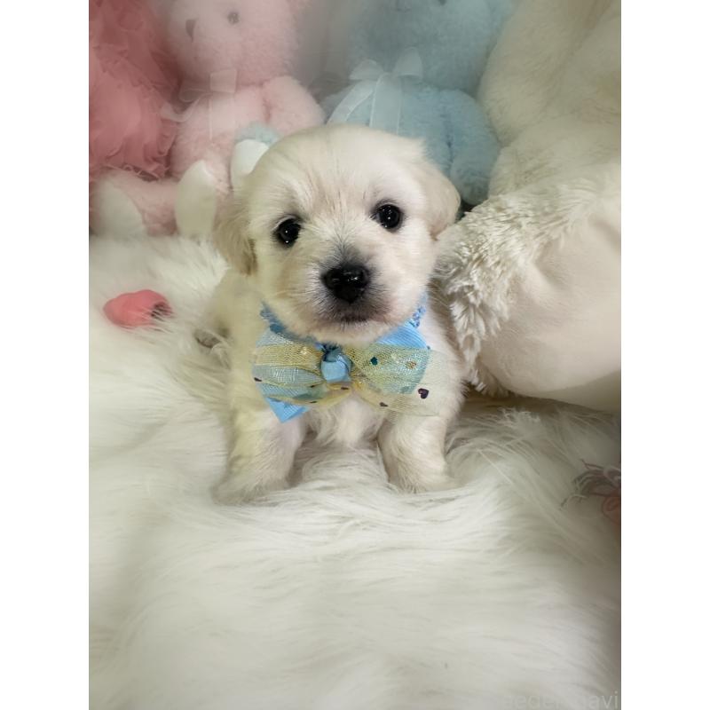 販売中の香川県のミックス犬-434305の5枚目