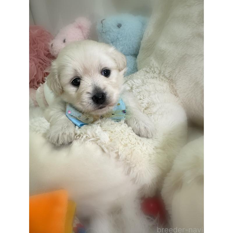 販売中の香川県のミックス犬-434305の4枚目