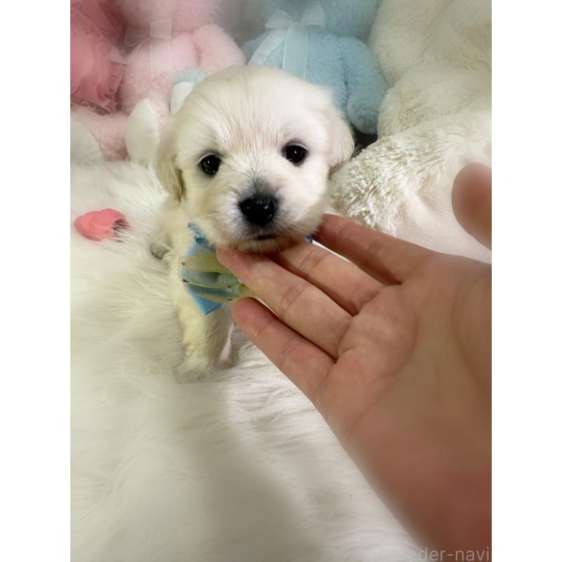 販売中の香川県のミックス犬-434305の3枚目