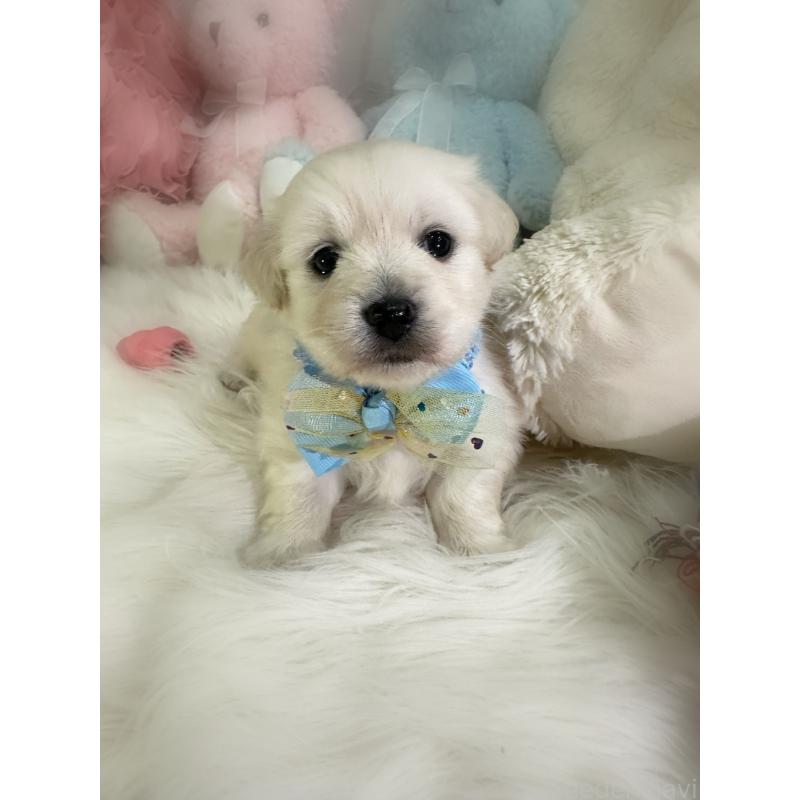 販売中の香川県のミックス犬-434305の2枚目