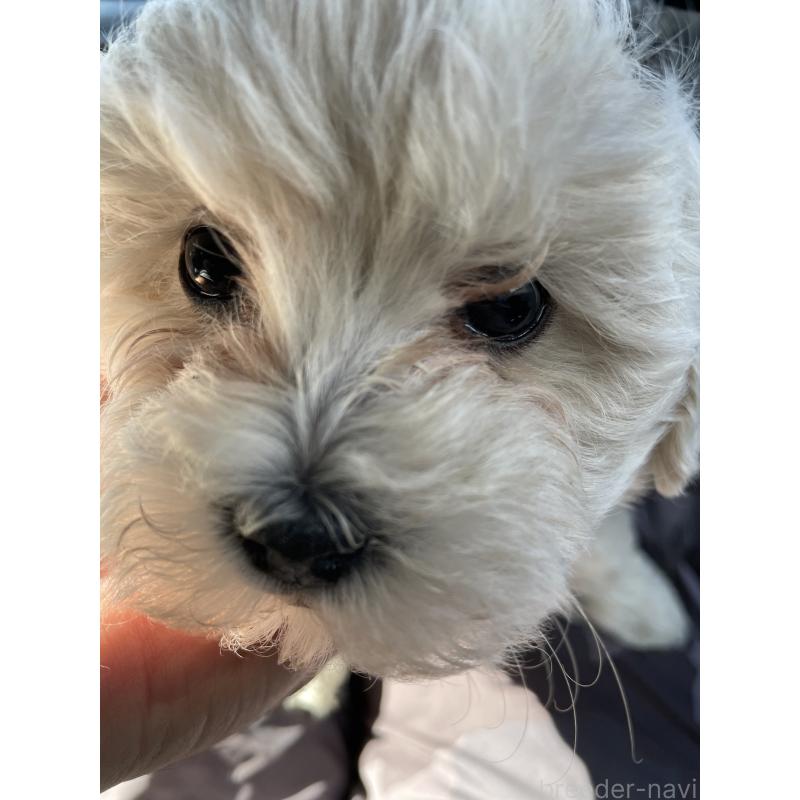 販売中ののミックス犬-424365