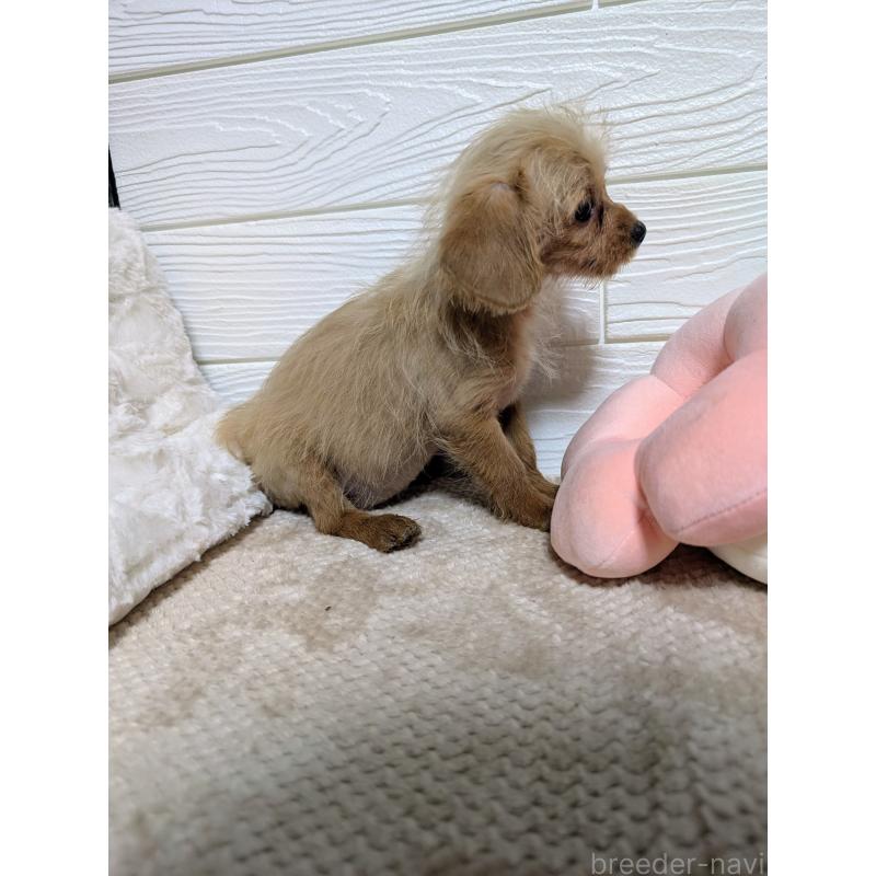 販売中の宮崎県のチワプー:チワワ×トイプードル-434306の4枚目