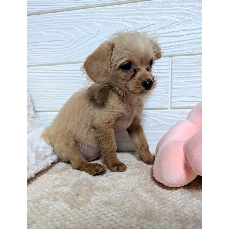 販売中の宮崎県のチワプー:チワワ×トイプードル-434306の3枚目