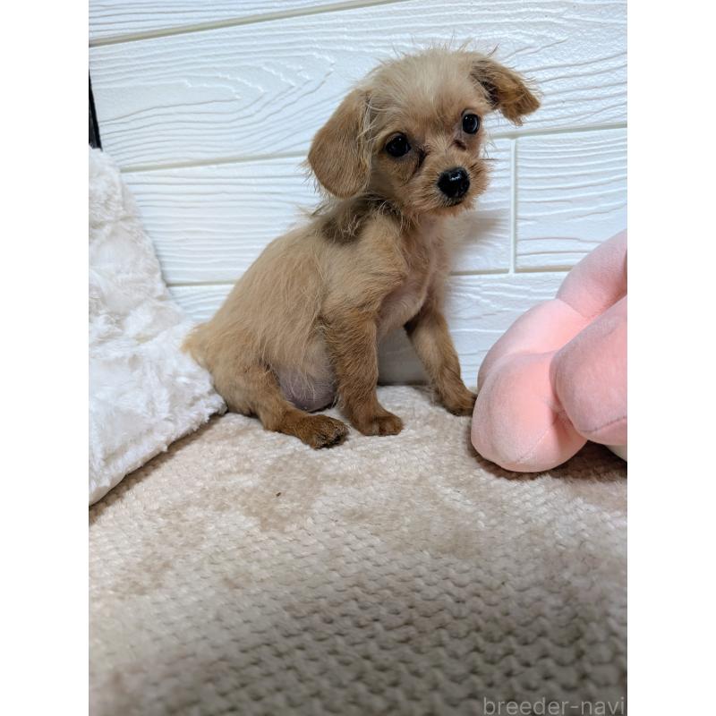 販売中の宮崎県のチワプー:チワワ×トイプードル-434306の2枚目