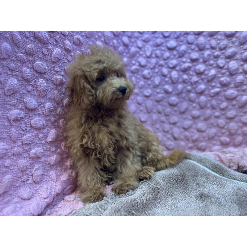 販売中の茨城県のトイプードル-434307の10枚目