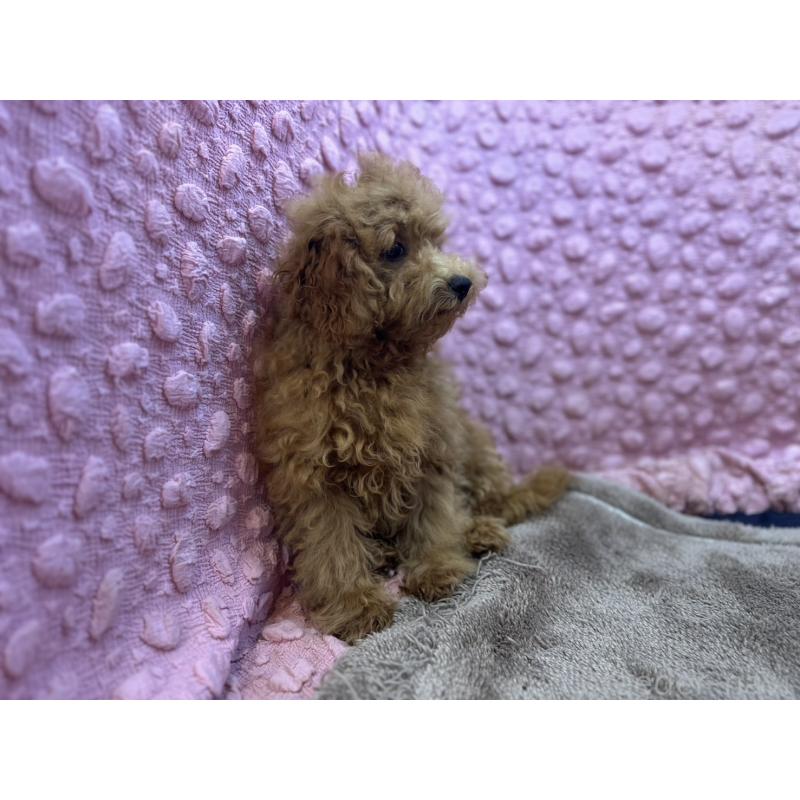 販売中の茨城県のトイプードル-434307の9枚目