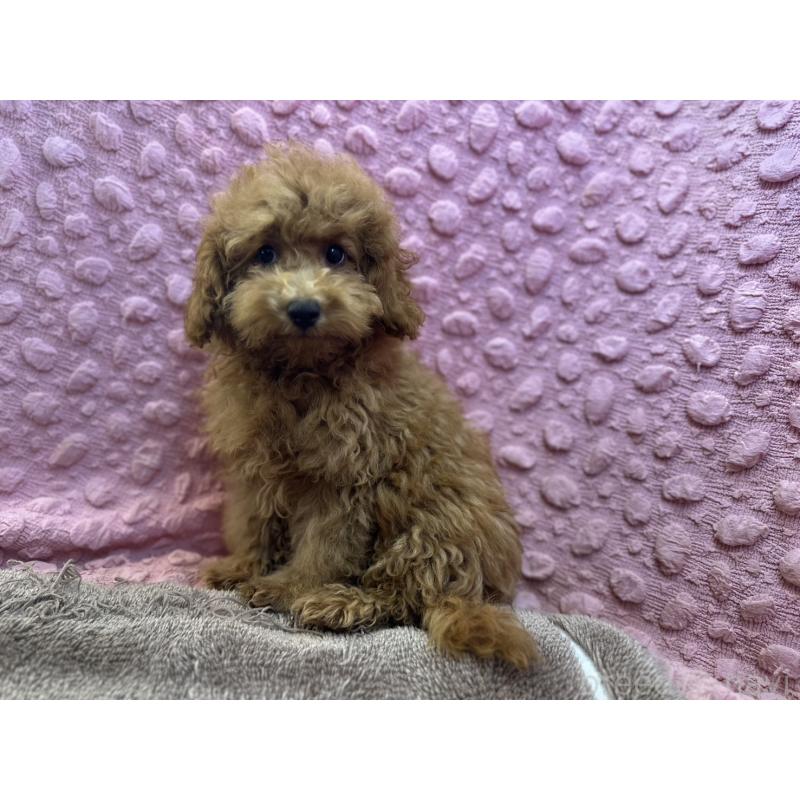 販売中の茨城県のトイプードル-434307の1枚目