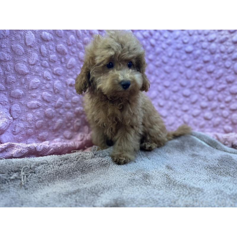 販売中の茨城県のトイプードル-434307の8枚目