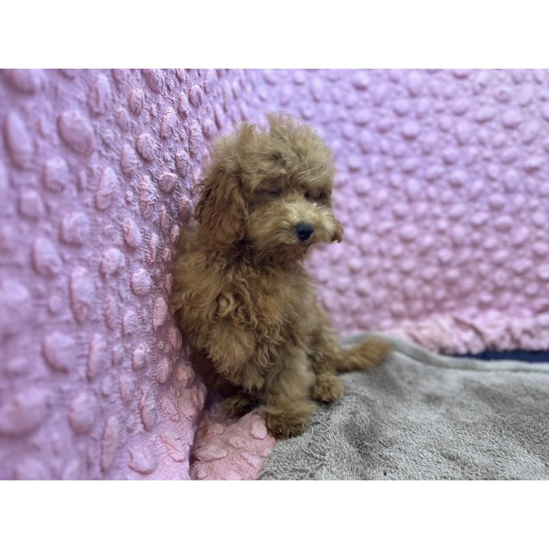 販売中の茨城県のトイプードル-434307の6枚目