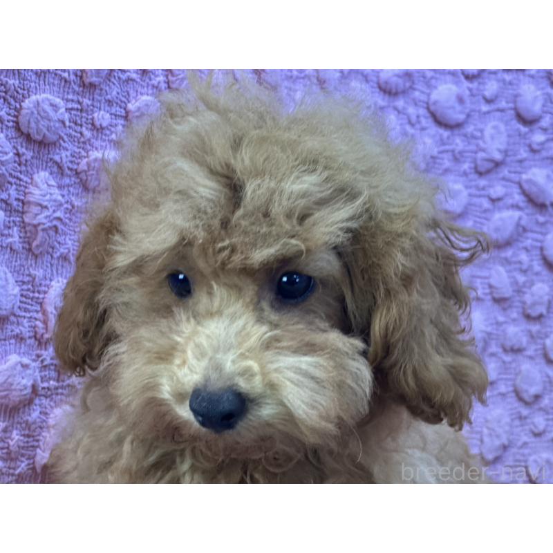 販売中の茨城県のトイプードル-434307の5枚目