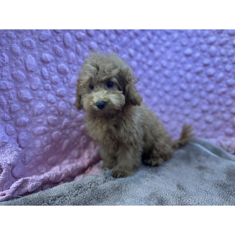 販売中の茨城県のトイプードル-434307の3枚目