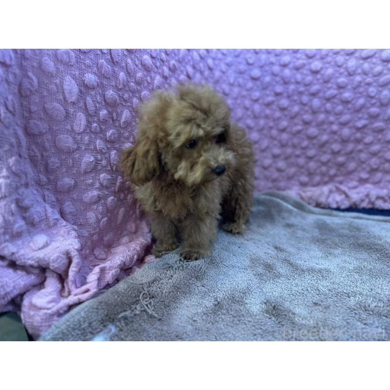 販売中の茨城県のトイプードル-434307の2枚目