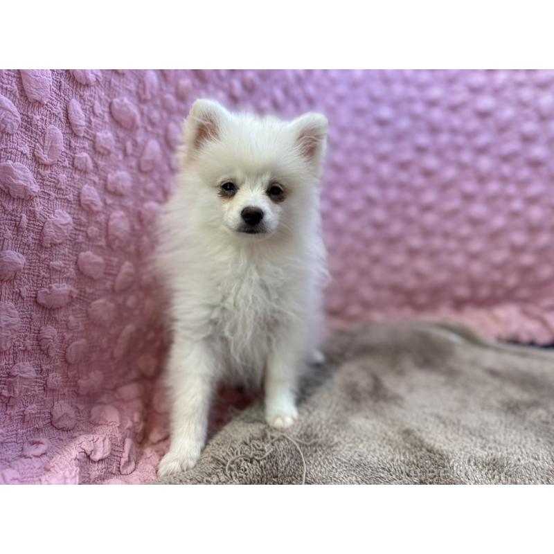 販売中の茨城県のポメラニアン-434308の1枚目