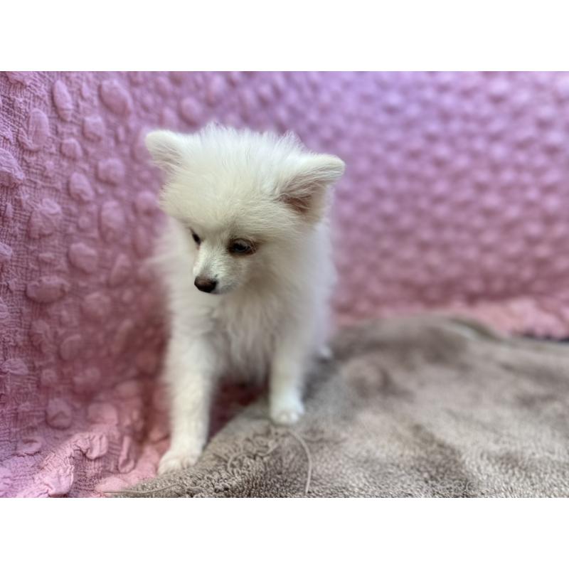 販売中の茨城県のポメラニアン-434308の8枚目