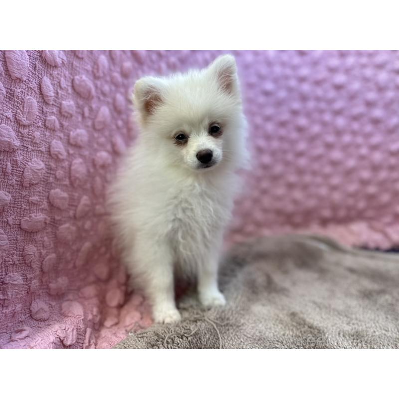 販売中の茨城県のポメラニアン-434308の7枚目