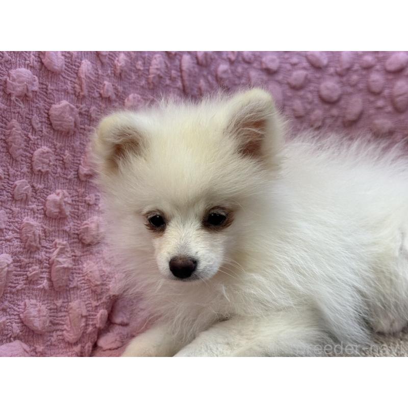 販売中の茨城県のポメラニアン-434308の6枚目