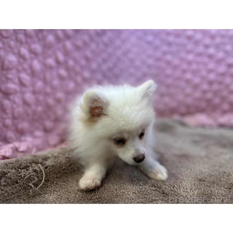 販売中の茨城県のポメラニアン-434308の5枚目