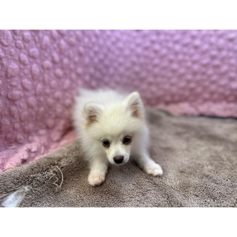 販売中の茨城県のポメラニアン-434308の4枚目