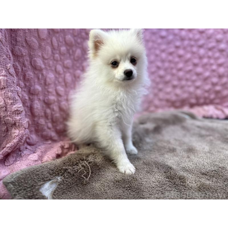 販売中の茨城県のポメラニアン-434308の3枚目