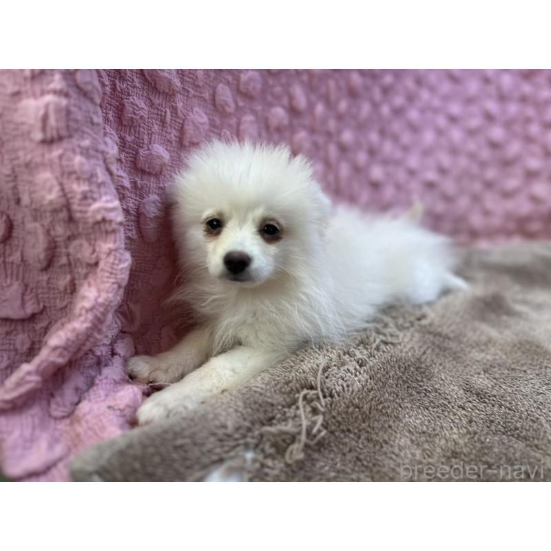 販売中の茨城県のポメラニアン-434308の2枚目