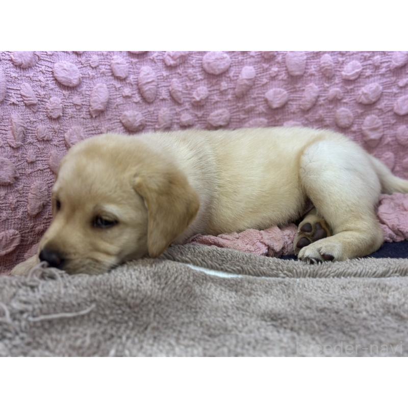 販売中の茨城県のラブラドールレトリーバー-434309の13枚目