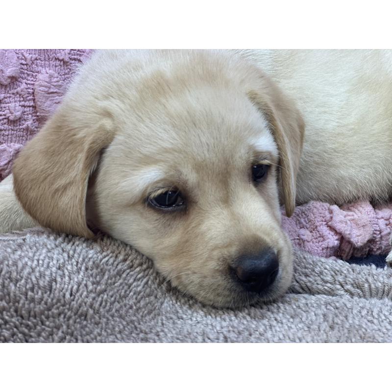 販売中の茨城県のラブラドールレトリーバー-434309の11枚目