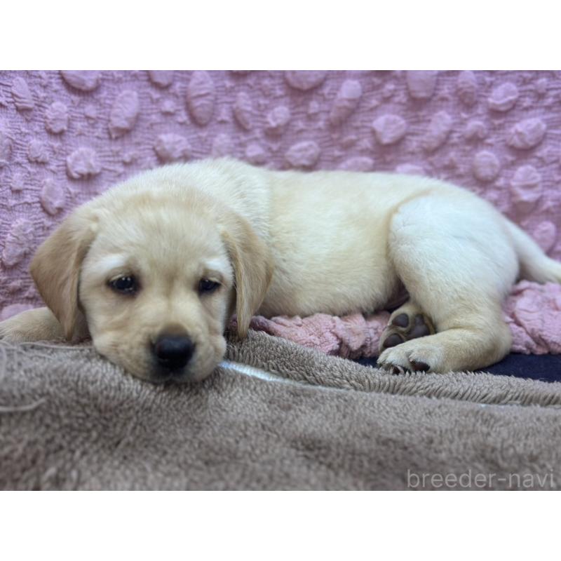 販売中の茨城県のラブラドールレトリーバー-434309の10枚目