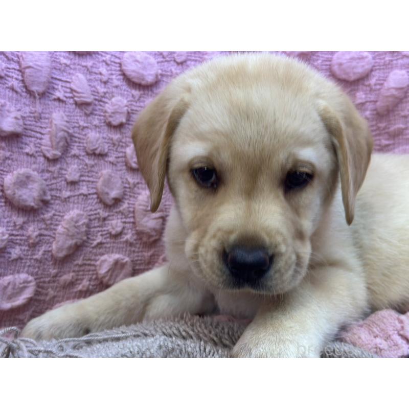 販売中の茨城県のラブラドールレトリーバー-434309の7枚目