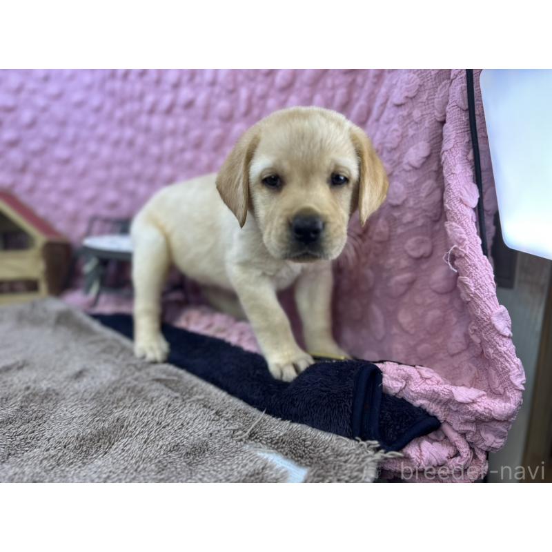 販売中の茨城県のラブラドールレトリーバー-434309の8枚目