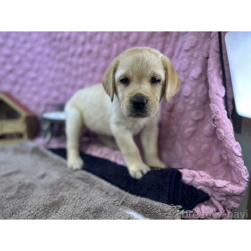 販売中の茨城県のラブラドールレトリーバー-434309の6枚目